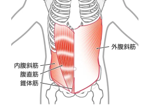 鍛える部位②腹斜筋…引き締まったウエストラインを作る