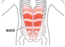 鍛える部位①腹直筋…ポッコリお腹、腰痛、反り腰の予防や改善