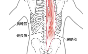 鍛える部位③脊柱起立筋…正しい姿勢を維持する